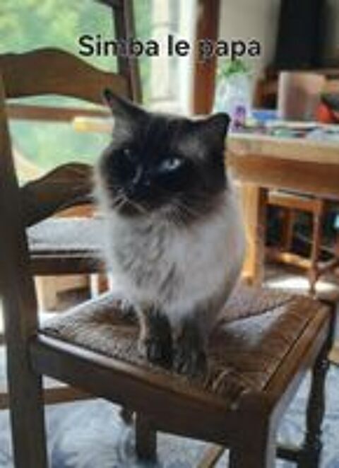   Chatons Ragdoll 
