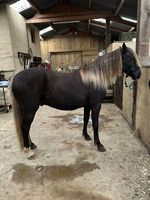   poulain  3/4 rocky mountain horse 