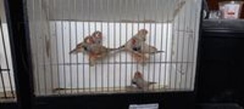   Mandarin mles et femelles 