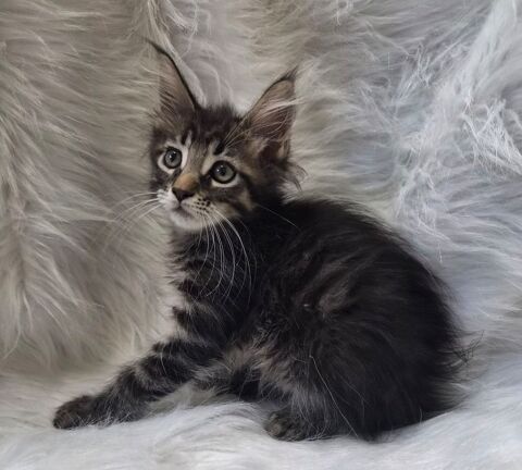 A reserver magnifiques chatons maine coon non loof 750 12240 Colombiès