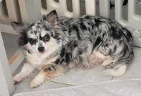   Chihuahuas merles poils longs 