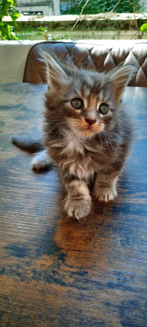 chatons maine coon non loof 0 38130 Échirolles