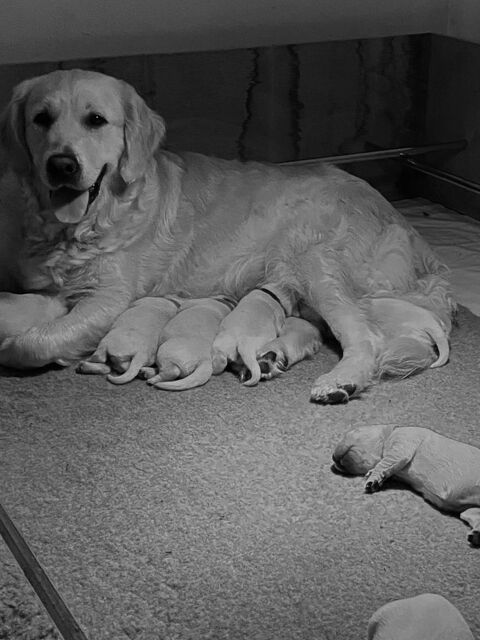 A r&eacute;server magnifiques chiots Golden retriever
1800 02100 Saint-quentin