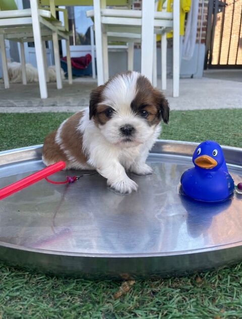 Nos adorables b&eacute;b&eacute;s Shih-tzu 950 62150 Houdain