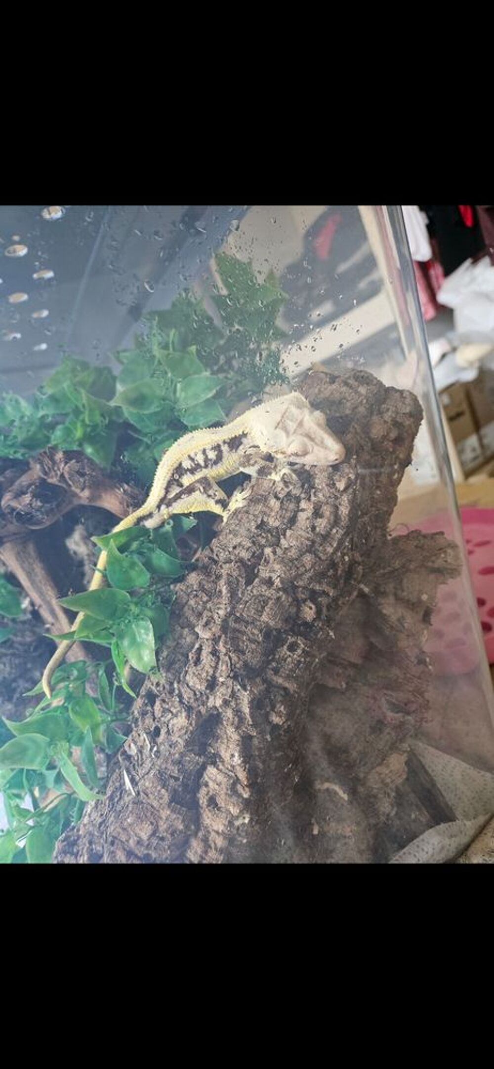   Gecko a Crête ciliatus  
