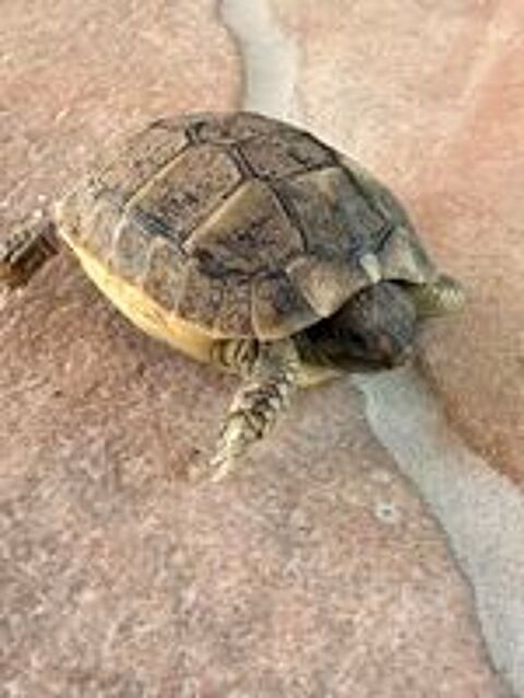   Tortue 