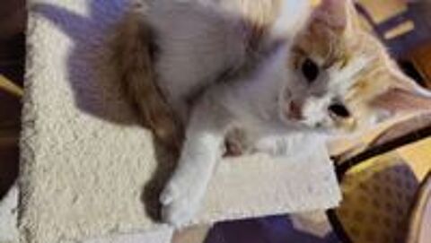   Chaton roux et blanc 