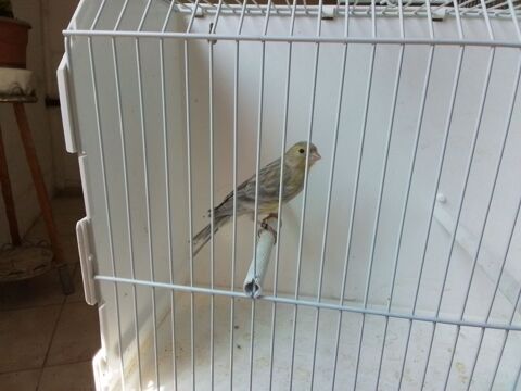Disponible  jeunes canaris.  2026. 15 93290 Tremblay-en-france