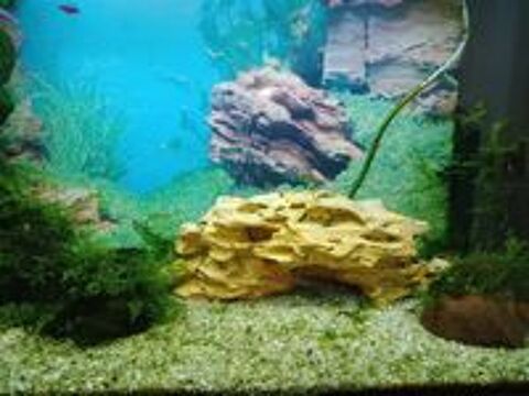   Aquarium complet  