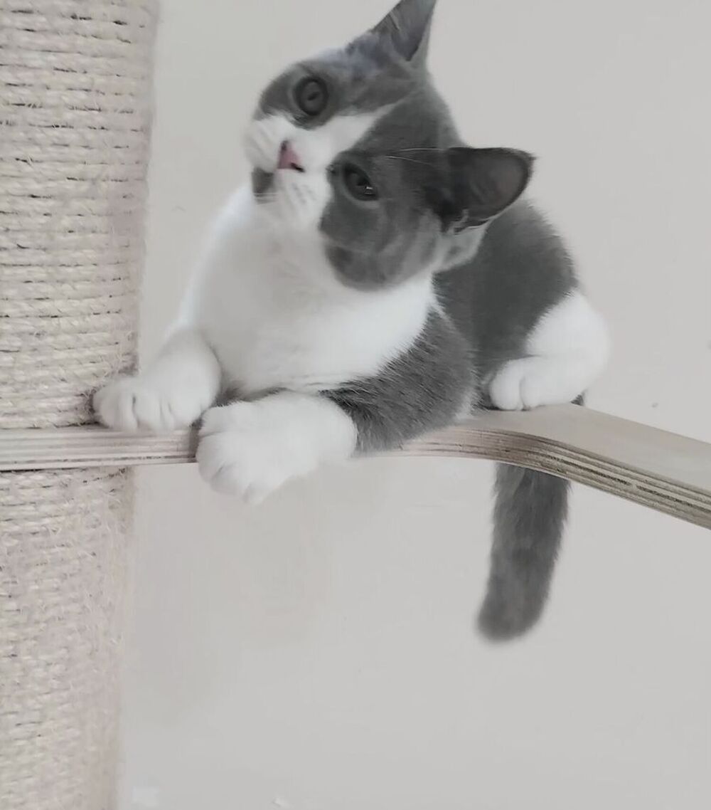   Beau chaton mâle loof British Shorthair disponible 