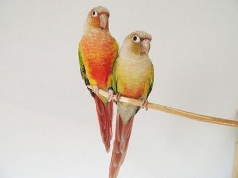 Tr&egrave;s Beau Couple Reproducteur De Conure Molina&eacute; ANANAS 2023 249 94450 Limeil-brévannes