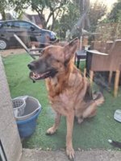   Cherche belle famille pour notre Berger Allemande 
