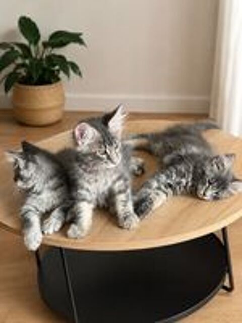   Chatons Maine Coon LOOF - Grand gabarit - Prêts à    reservé 