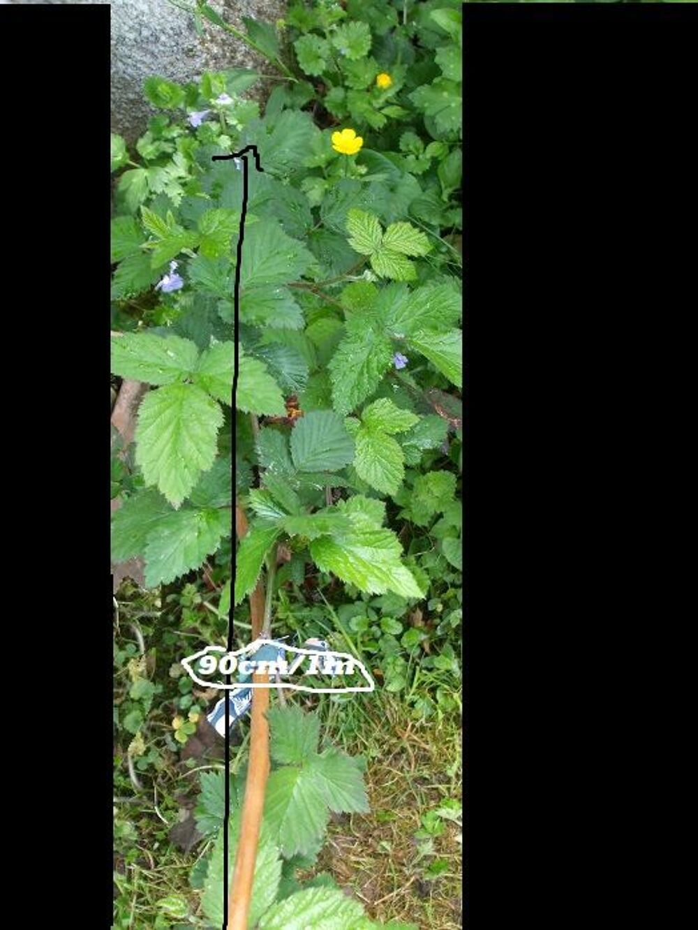 murier sans epines et autres Jardin