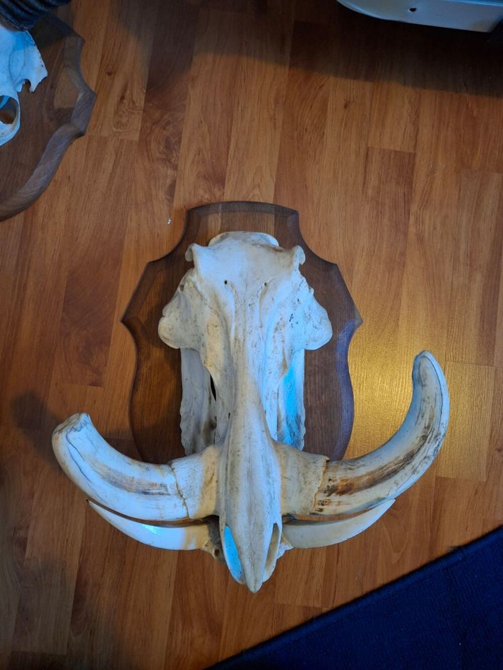 troph&eacute;e de chasse t&ecirc;te de phacoch&egrave;re Décoration