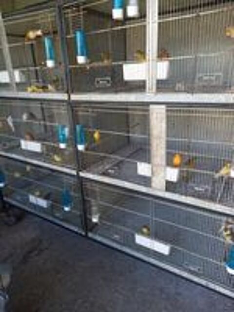   CANARIS 