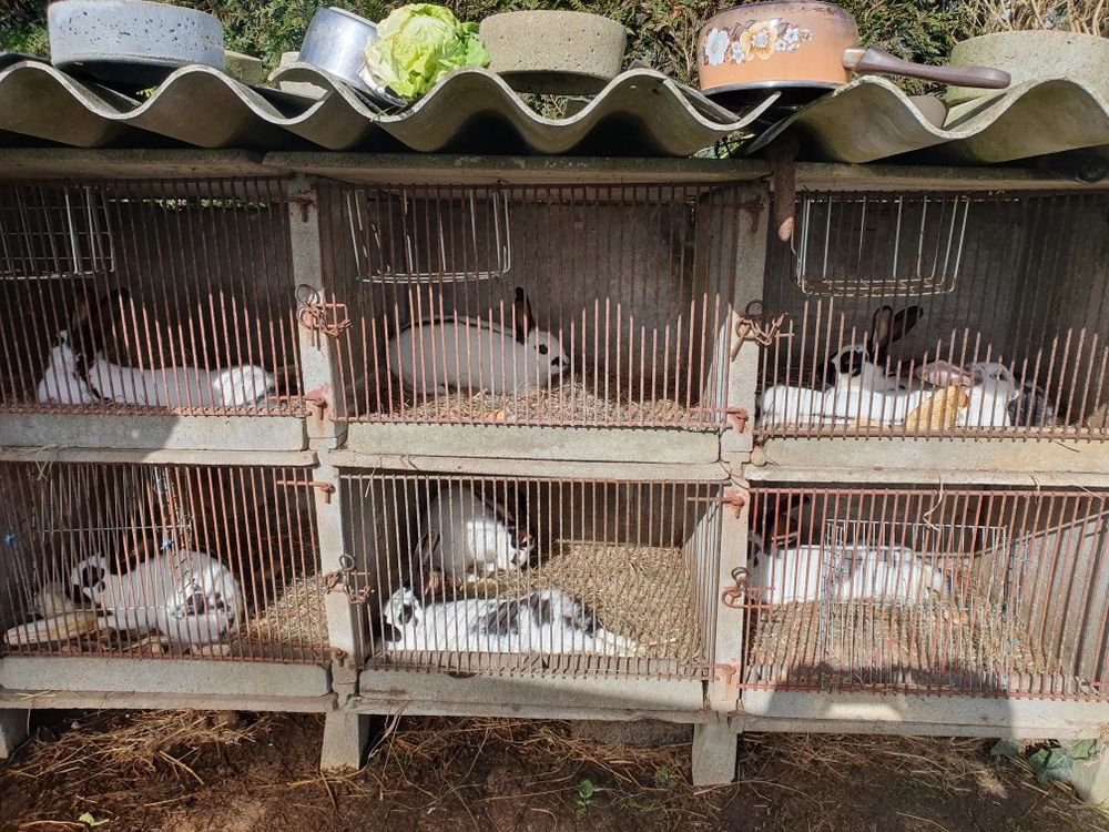   lapins papillons français 
