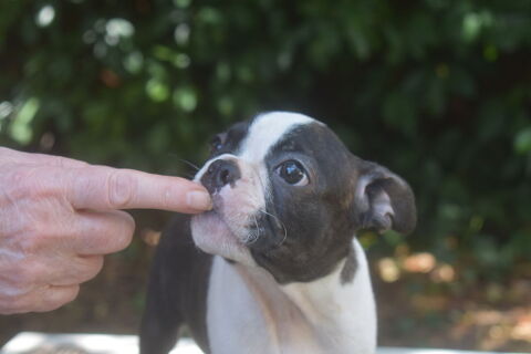 Reste 3 gar&ccedil;ons chiots LOF Bostons terriers disponibles 2000 86000 Poitiers