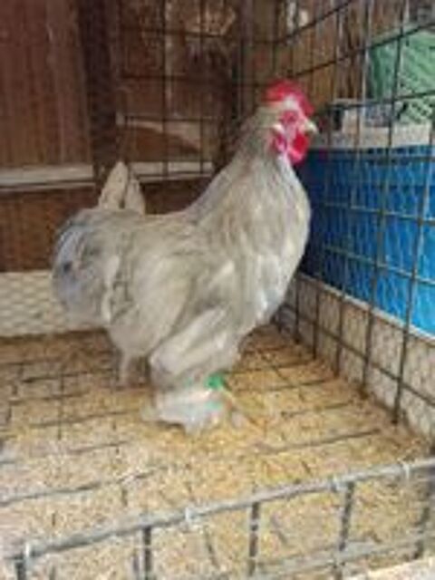   Coq bantam de Pékin  