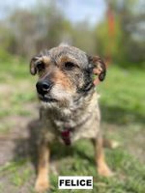   FELICE SE TROUVE DANS UN REFUGE EN UKRAINE 