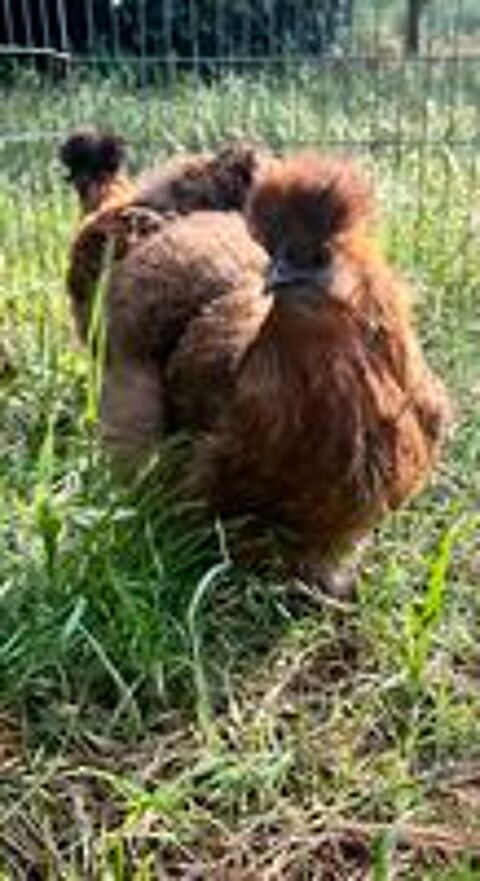   Poules soie Silkies 