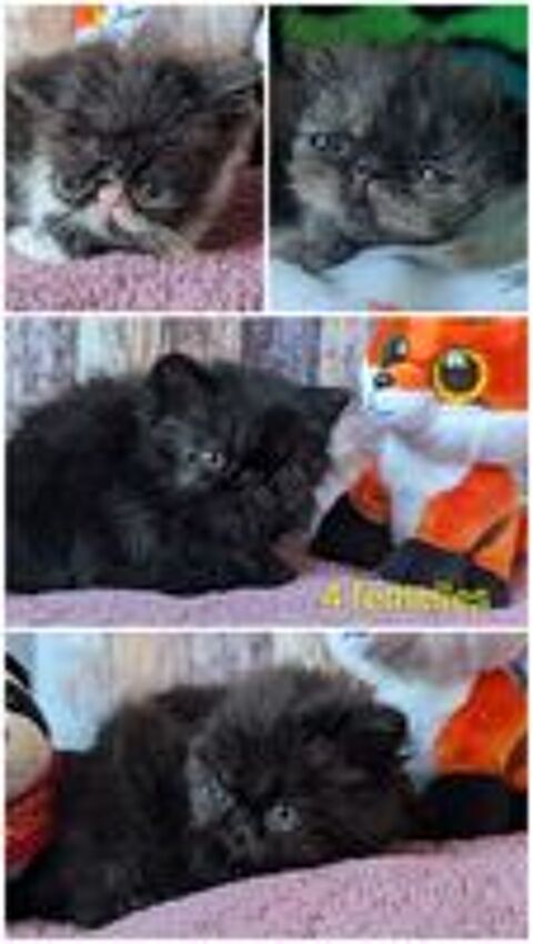   Chaton Persan loof  