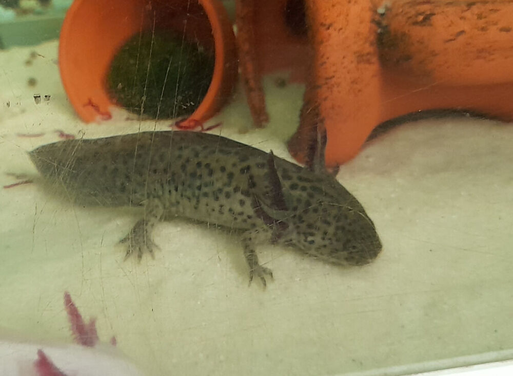   Axolotl  