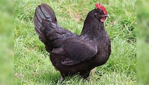  Poule noir de janzé idée cadeau,anniversaire,fête des mères 29 77540 Courpalay