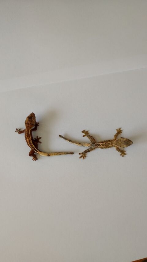 Gecko à crêtes juvéniles 30 17430 Saint-hippolyte