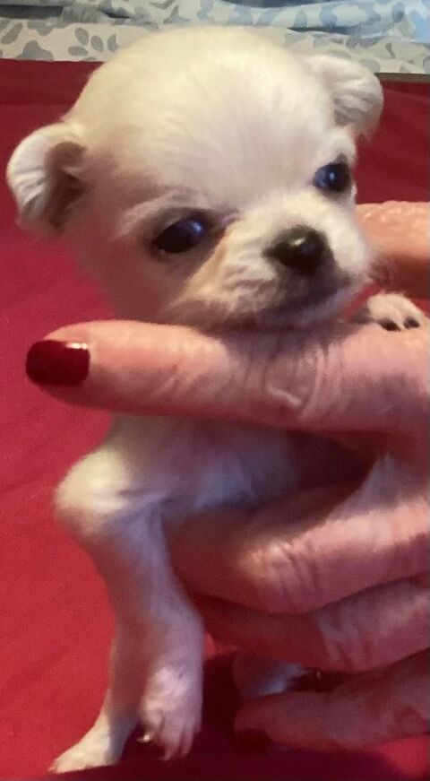 miniature chihuahua de pure race 1200 75013 Paris