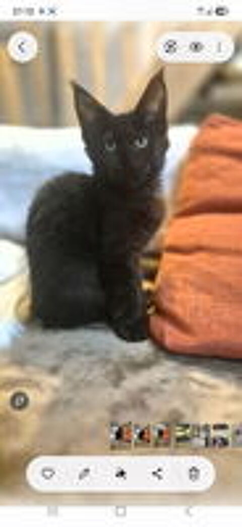   Jolie femelle Maine Coon Disponible de suite  