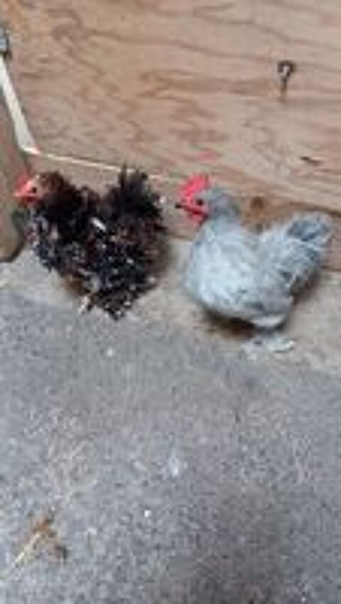   Poules Bantam de pékin 