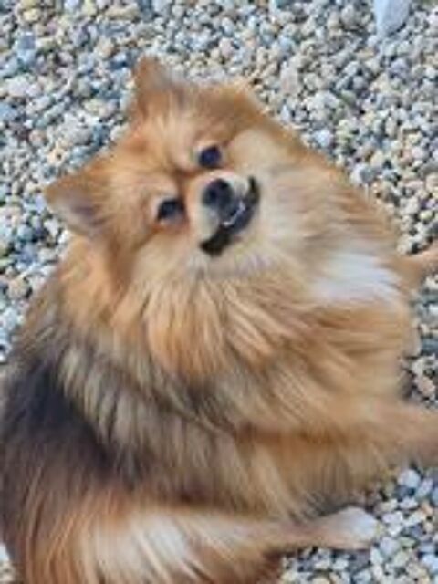   spitz  femelle  adulte   