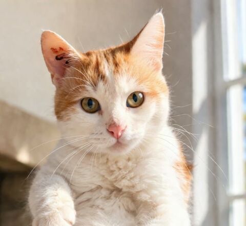 CHINOOK CHAT ROUX ET BLANC 3 ANS 195 92260 Fontenay-aux-roses