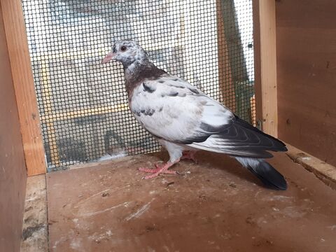 JEUNES PIGEONS COULEURS MOSAIQUES 10 33130 Bgles