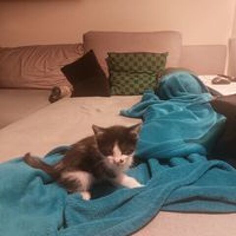   Chaton croises de siamoi  