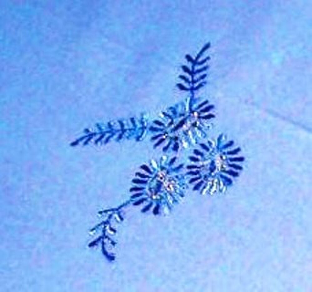 Nappe neuve ronde faite &amp; brod&eacute;e main Coton d'Egypte festonn Décoration