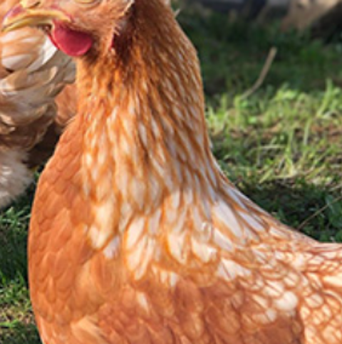  poule pondeuse 0 89600 Saint-florentin