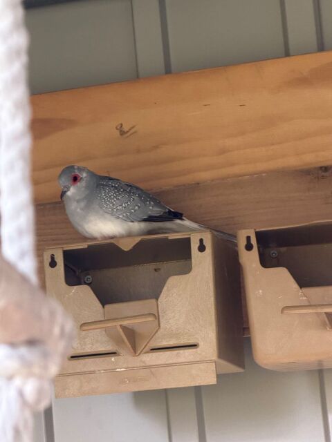 Colombe diamant  perl&eacute; 15 69360 Communay