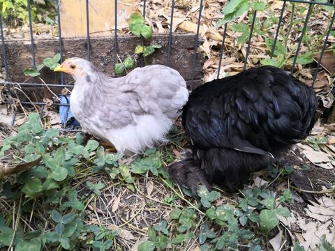 Jeunes Poule et coq pure race P&eacute;kin 30 94700 Maisons-alfort