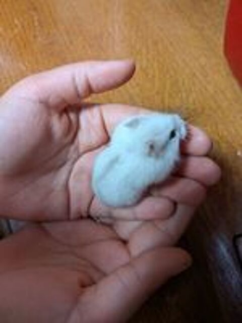   Don Hamster Russe 