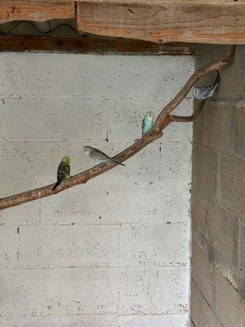 Perruche 8 86300 Chapelle-viviers