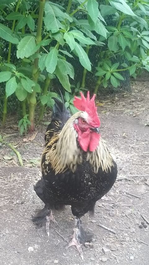 jeune coq 4 mois 10 67160 Rott