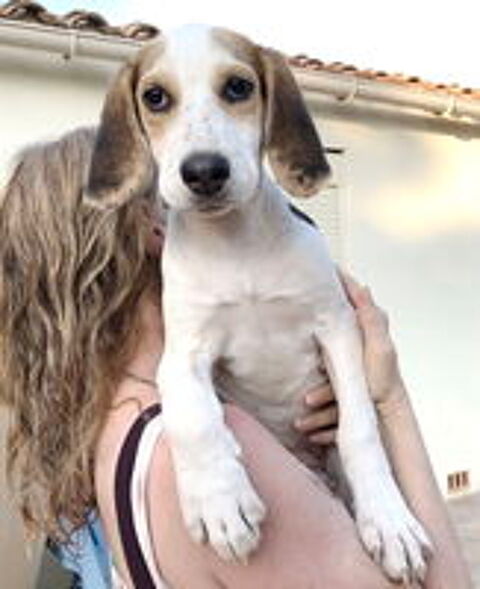   Cléo, 4 mois, est à l'adoption 