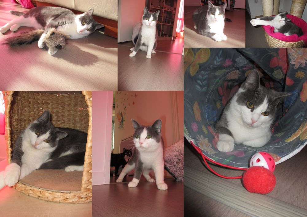   NEWT chat ataxique à adopter 