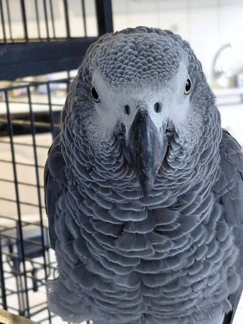 Recherche gris du gabon 123456 74540 Allves