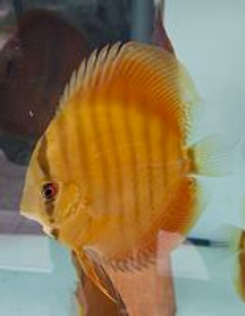   Discus 