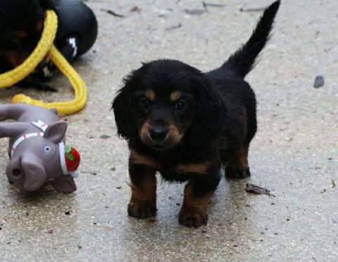 Magnifiques Chiots teckels nains poils longs 1700 77710 Paley