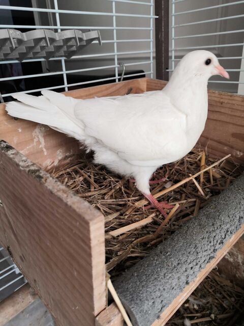 Pigeon voyageur blanc 0 94500 Champigny-sur-marne