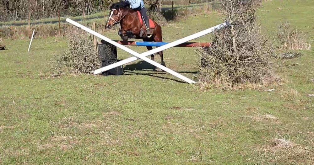   Poney  